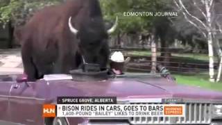 Bison rides in car and loves beer, goes to the bars