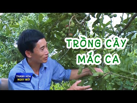 Video Phát triển cây Mắc ca vùng trung du miền núi Thanh Hóa... - youtube