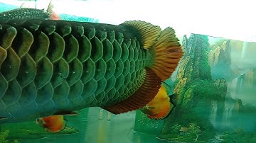 Cá rồng bị nấm râu kèm nấm thủy mi