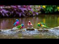 ?? 24/7 LIVE: Healing Piano & Spring Birds ?? Calm Mind Music for Mindfulness