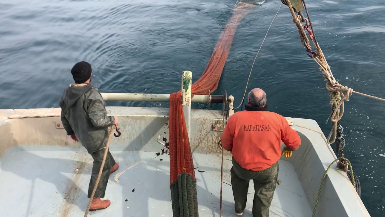 Trolde gelen mersin balığı