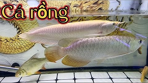 Cá Rồng Full helmet - ngân long albino | Cherry Guppy