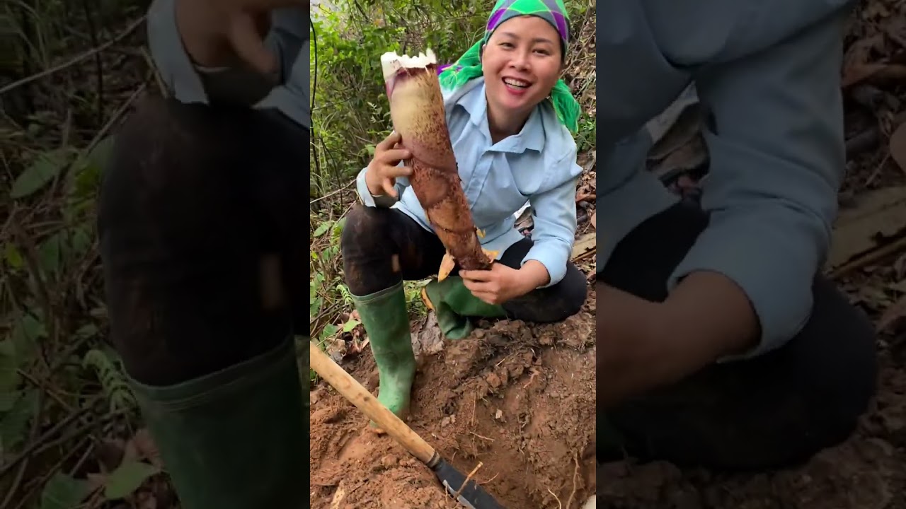 Đào măng vầu |Phùng Thị Mùi #phungthimui #rừngnúi #mang