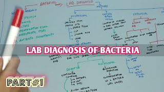 lab diagnosis of bacteria part#1 ||  laboratory diagnosis microbiology Levinson