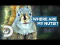 How do squirrels find their nuts  how do animals do that