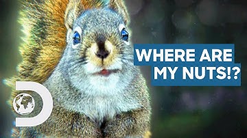 How Do Squirrels Find Their Nuts? | How Do Animals Do That?