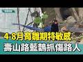 4-8月育雛期特敏感　壽山路公園藍鵲抓傷路人