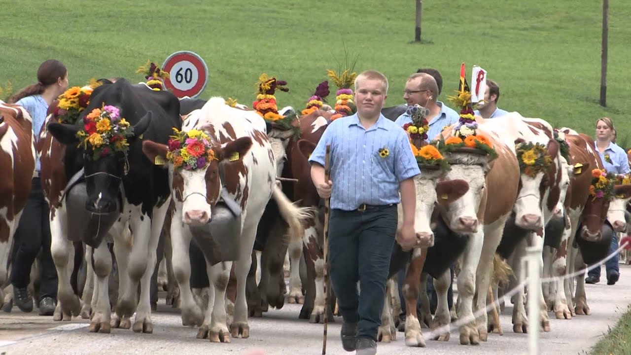 Wasen Alpabfahrt 2015 (Hinterarni)