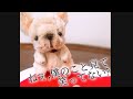 モールで作ったよ！フレンチブルドッグ　handmade Frenchbulldogモールアート　モールベア　モールクラフト　手芸　ハンドメイドぬいぐるみ