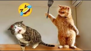 New Cute and Funny Animals 2024 🤣 Funniest Cats and Dogs Videos #31