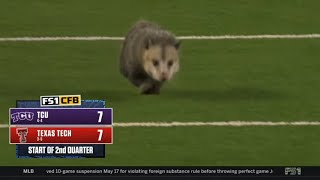 opossum gets dragged off the field during college football game