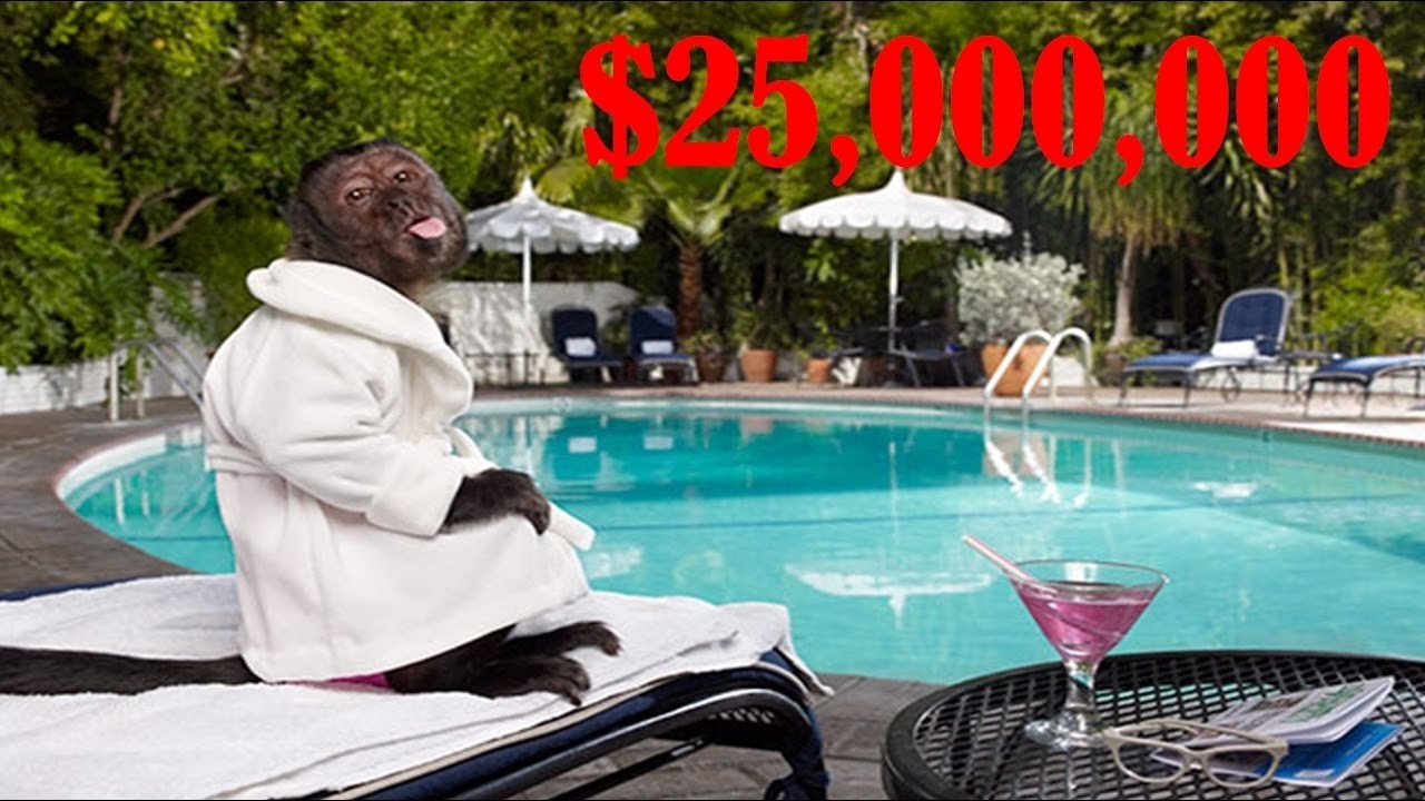 6 Highest Paid Animal Actors