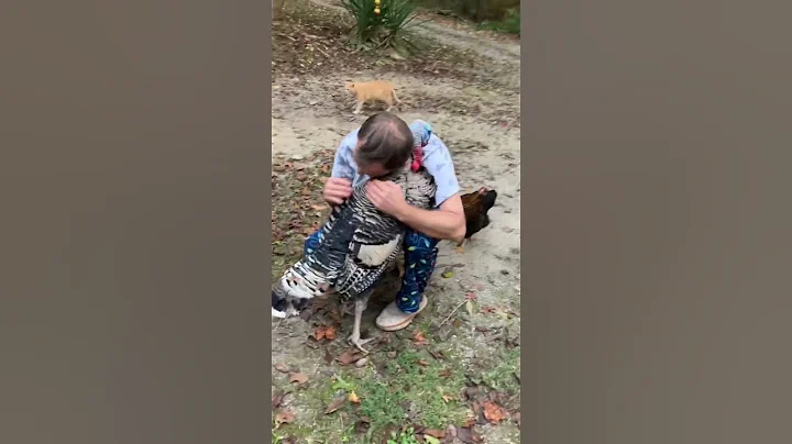 Turkey love