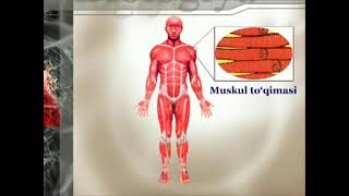 Odam Organizmi Haqida Umumiy Malumot