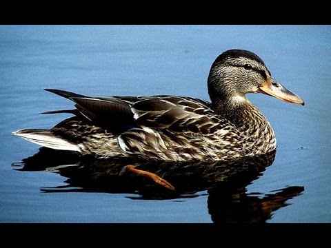 იხვზე ნადირობა|სროლის შესწავლა|ixvze nadiroba