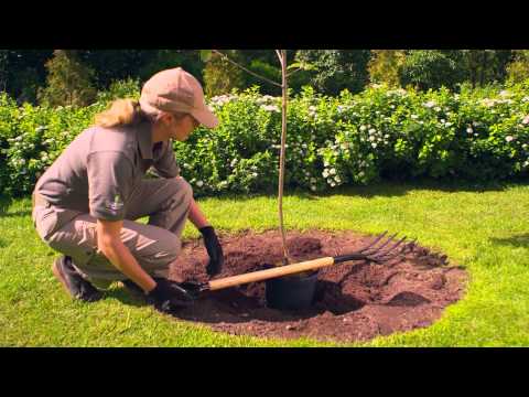 Video: Hvor Langt Skal Man Plante Epletrær? Hva Skal Det Være Mellom Trær Når Du Planter En Hage? Opplegget For å Plante Epletrær På Stedet, Avstanden Fra Gjerdet Og Fra Huset