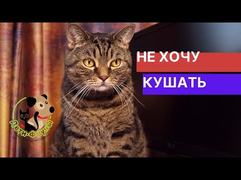 Чем кормить кошку (собаку) во время болезни?