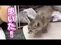 立つことも食べることも出来なかった子猫が、自分の力で歩いてご飯を食べました！