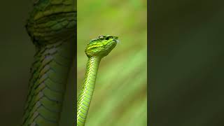 Green Pit Viper Up Close #wildlifephotography#viralshorts#trendingshorts#viral