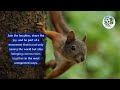 Forest Fables The Hilarious Animal Invention from SavedWorld.org