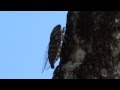 Canto da Cigarra - Cicada's song (Cicadoidea)