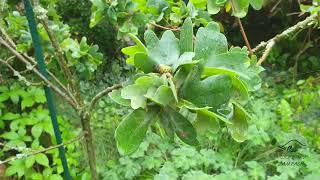 Quercus robur 'Cristata' dub letní křemelák
