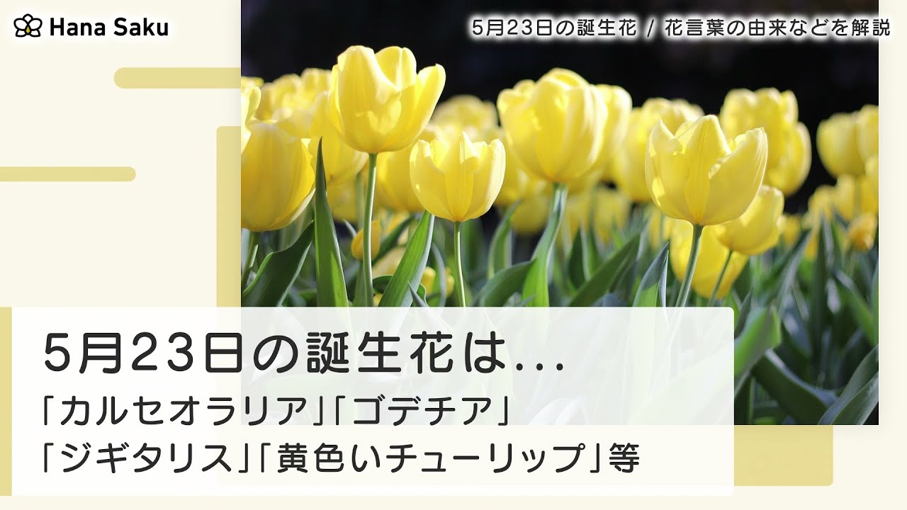 5月23日の誕生花 花言葉の由来 誕生日の有名人 何の日かも解説 Hanasaku