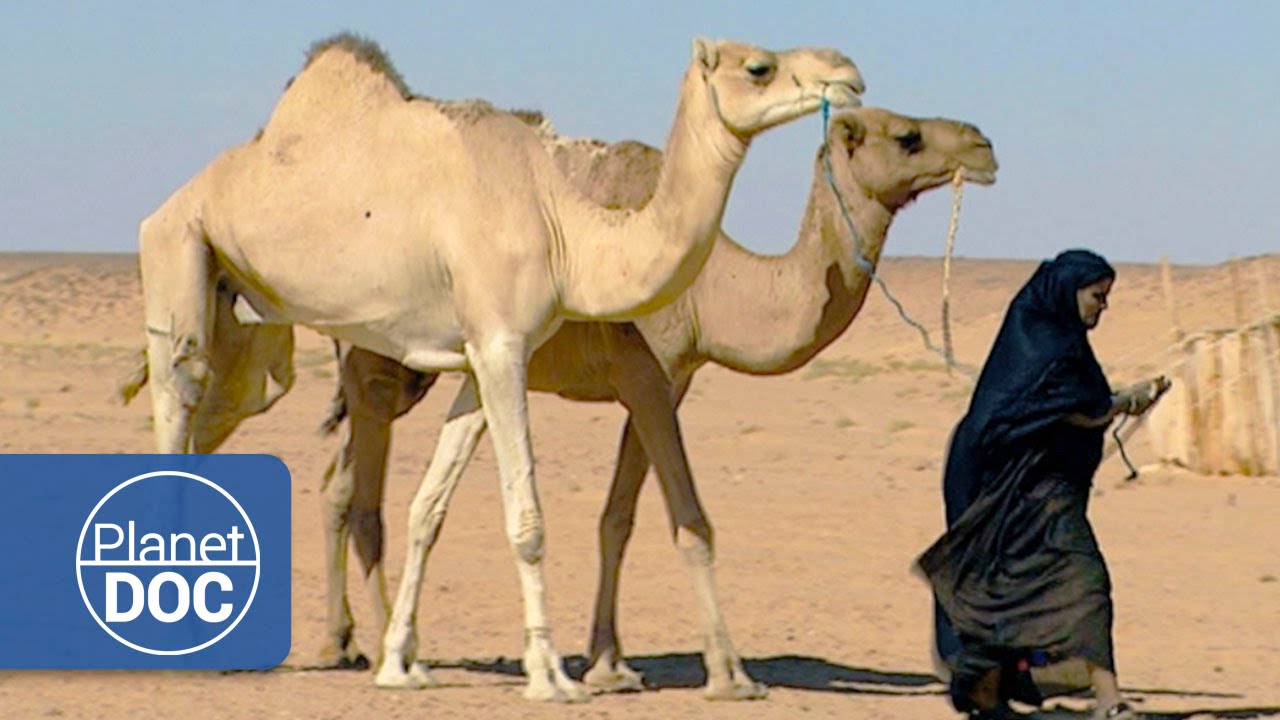 Desert Nomads of the Sahara YouTube