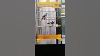 Cucak Rowo Ropel pasangan hutan.