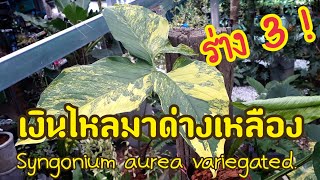 เงินไหลมาด่างเหลือง กลายร่างได้ใบใหญ่มาก ผSyngonium aurea variegated #syngonium #ไม้มงคล