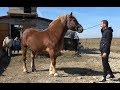 Caii lui Ionut de la Sacadat, Bihor - 2019 Nou!!!