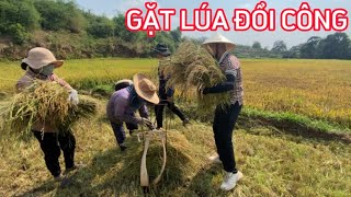 Trải Nghiệm Một Ngày Gặt Lúa Đổi Công Của Đồng Bào Người Jrai Tại Tây Nguyên Râu Vlog