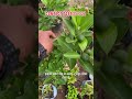 Foreign Lime अब इंडिया में | Calamansi पौधे में लगा है ताज़ा फल #calamansi #filipino #farming #fruit