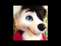 Spin collie head test