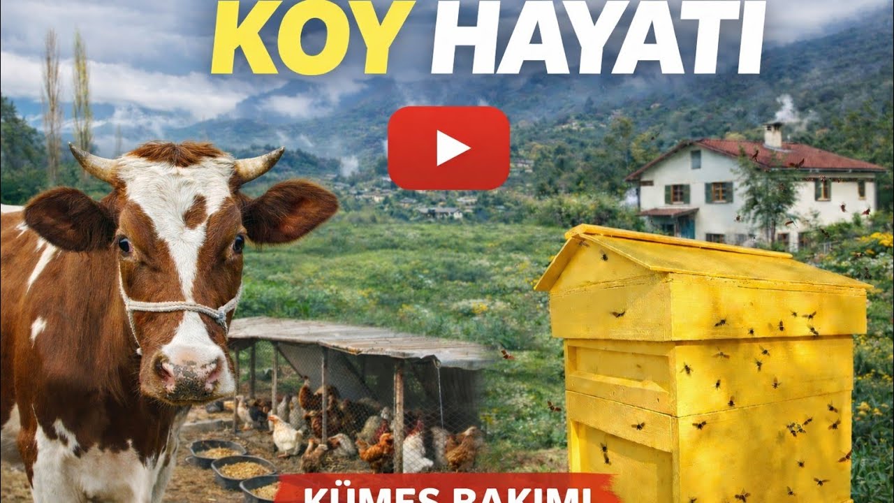 GÖKOVA YAĞMURLU BİR GÜNDE KÜMES BAKIMI