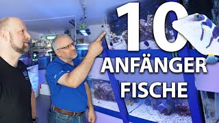 10 Beginner fish for your saltwater aquarium from @nautilusaquaristik7151