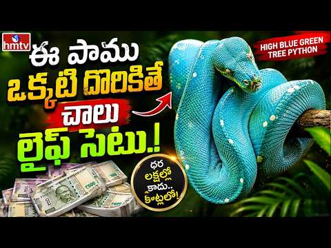 TO THE POINT : ఈ పాము ఒక్కటి దొరికితే చాలు లైఫ్ సెట్టు! | hmtv - HMTVNEWS