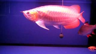 MVI_9963.AVI