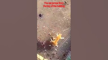 Cats jump from the top of a very high building down #cat #short