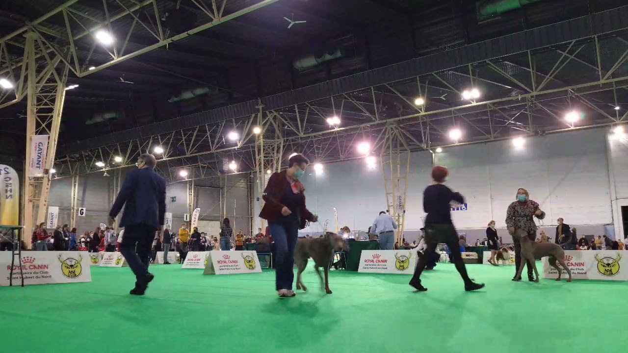 douai CAC 2021 braque de weimar poil court