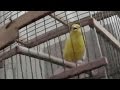 🐦 Песня Канарейки 🎵 Canary singing