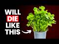 Stop killing your store bought coriander cilantro