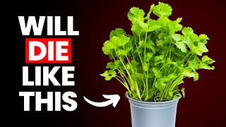 Stop Killing Your Store Bought Coriander (Cilantro)