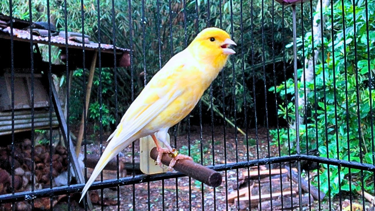 Your Canary Doesn't Sound? Play Now - The Belgian Canary Sings Very Loudly