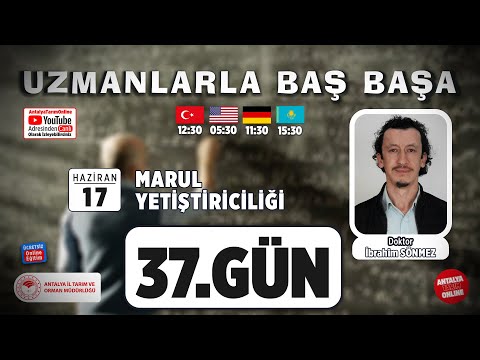 Video: Marul Tipburn Nedir - Marul Yapraklarının Tipburns Hakkında Bilgi