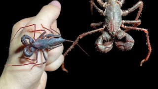 Download Lagu De enige Costa Ricaanse azijn MP3