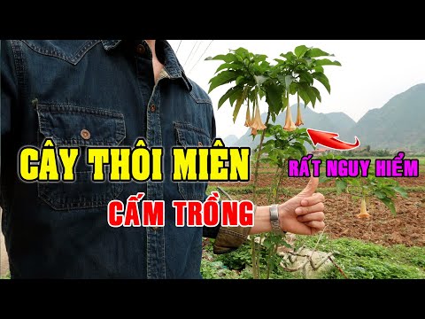 Video: Cây Hoa Chuông Thuốc