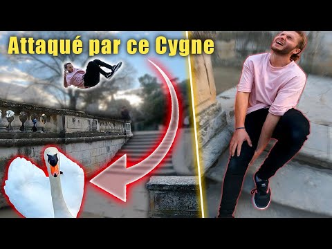 Je me FAIS MAL BÊTEMENT ! (La faute du Cygne)