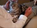 マッサージ機に乗ると付いてくる猫(=^・^=)　Happy times with cat