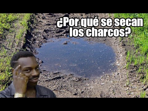 Video: ¿Qué sucede con los charcos después de la lluvia?